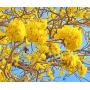 Muda de Ipê Amarelo para Paisagismo - Tabebuia chrysotricha