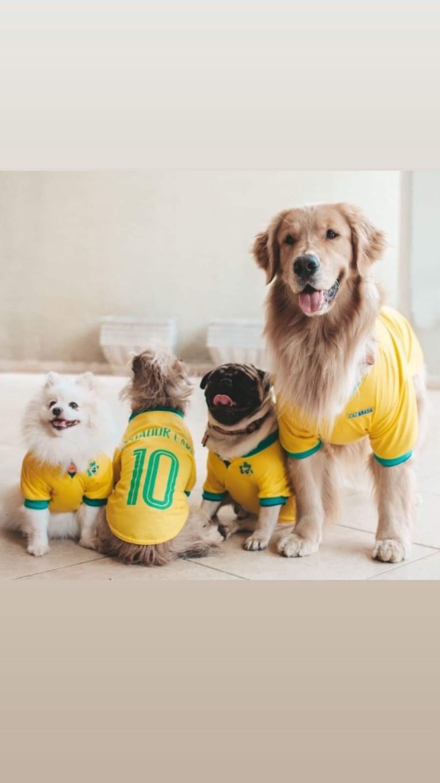 Camiseta para Cachorro Jogador Caro - Brasil Copa
