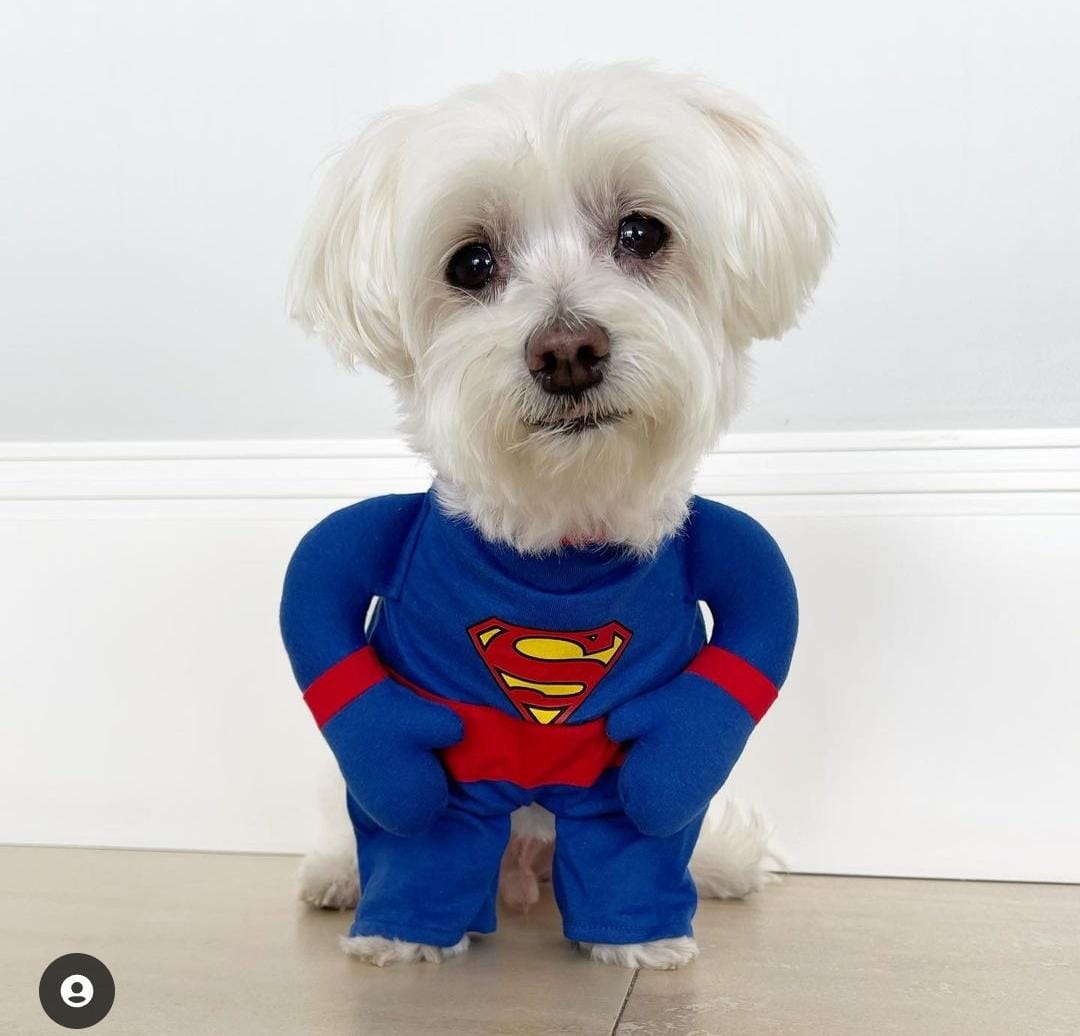 Fantasia para Cachorro Super Homem - Bracinhos