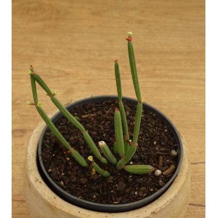 Euphorbia appariciana