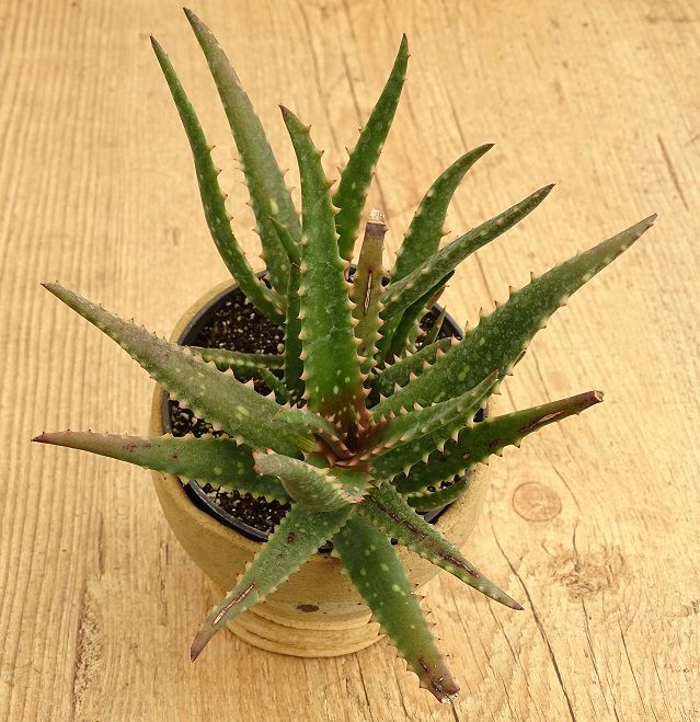 Aloe cameronii  - Suculentas Angela Gontijo