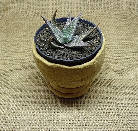 Aloe deltoideodonta  - Suculentas Angela Gontijo