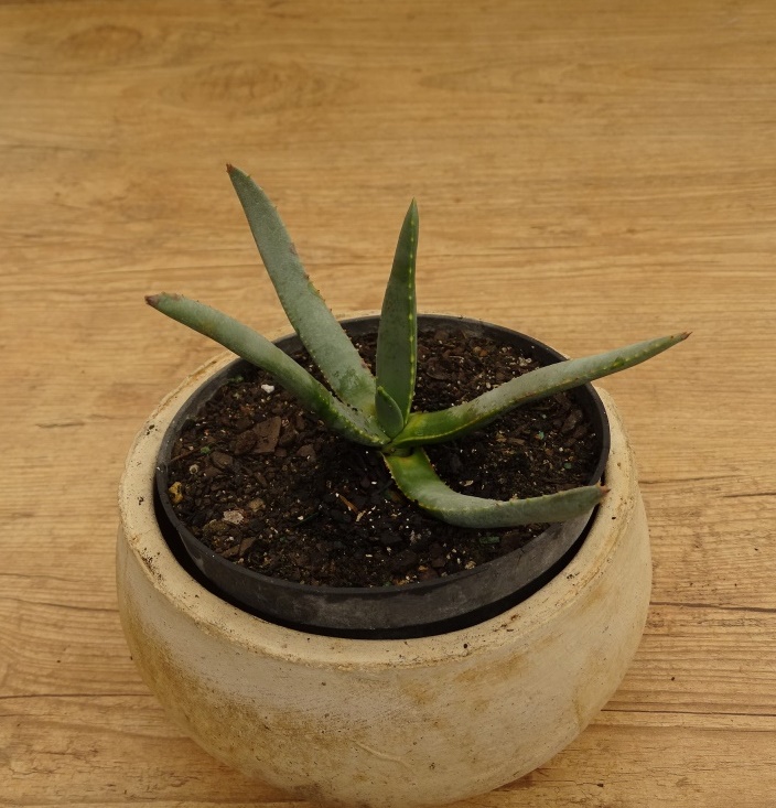 Aloe dichotoma var. ramosissima - Suculentas Angela Gontijo