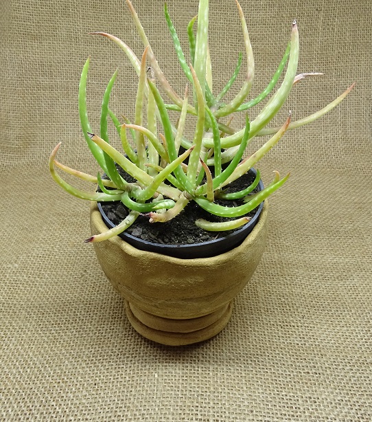 Aloe millotii  - Suculentas Angela Gontijo