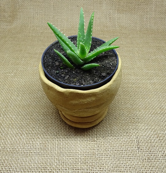 Aloe spinosissima  - Suculentas Angela Gontijo