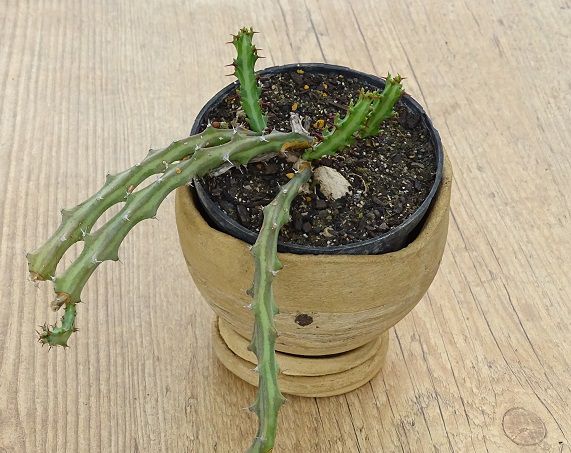 Euphorbia knuthii  - Suculentas Angela Gontijo