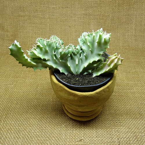 Euphorbia lactea cristata branca - Suculentas Angela Gontijo
