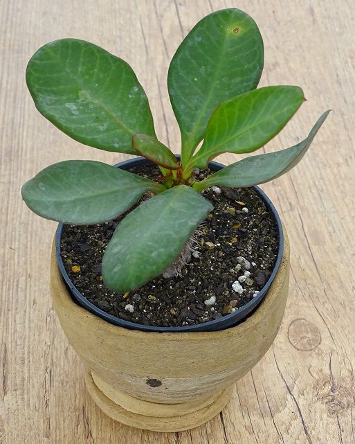 Euphorbia leuconera