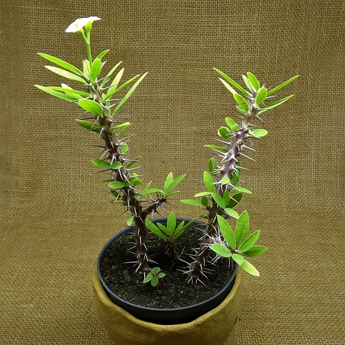 Euphorbia millii amarela - Suculentas Angela Gontijo