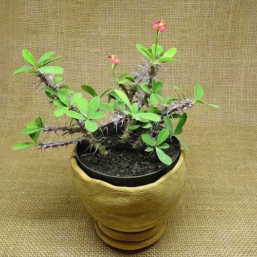 Euphorbia millii vermelha - Suculentas Angela Gontijo