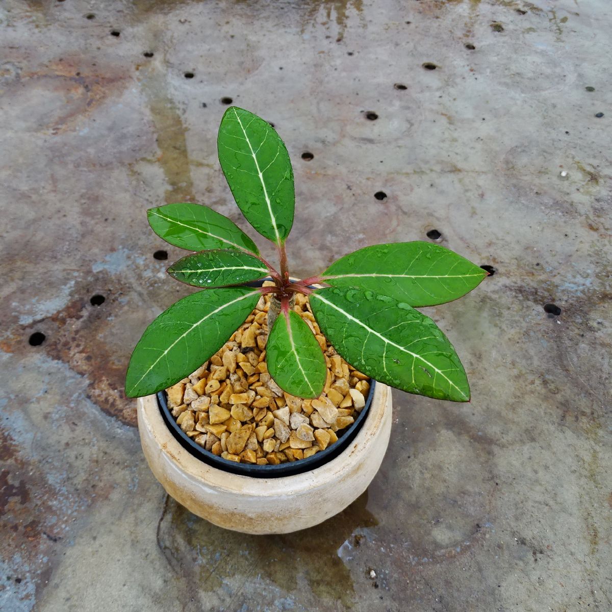 Euphorbia milloti