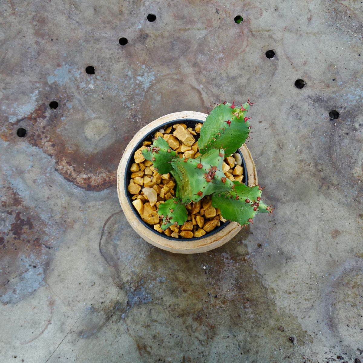 Euphorbia resinifera  - Suculentas Angela Gontijo