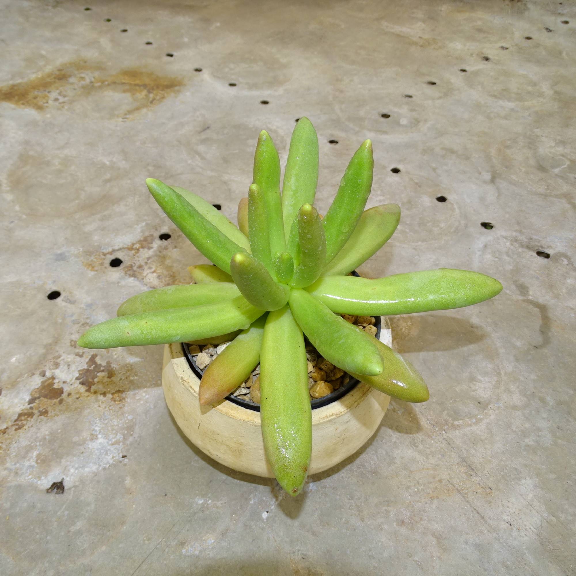 Pachyphytum viride - Suculentas Angela Gontijo