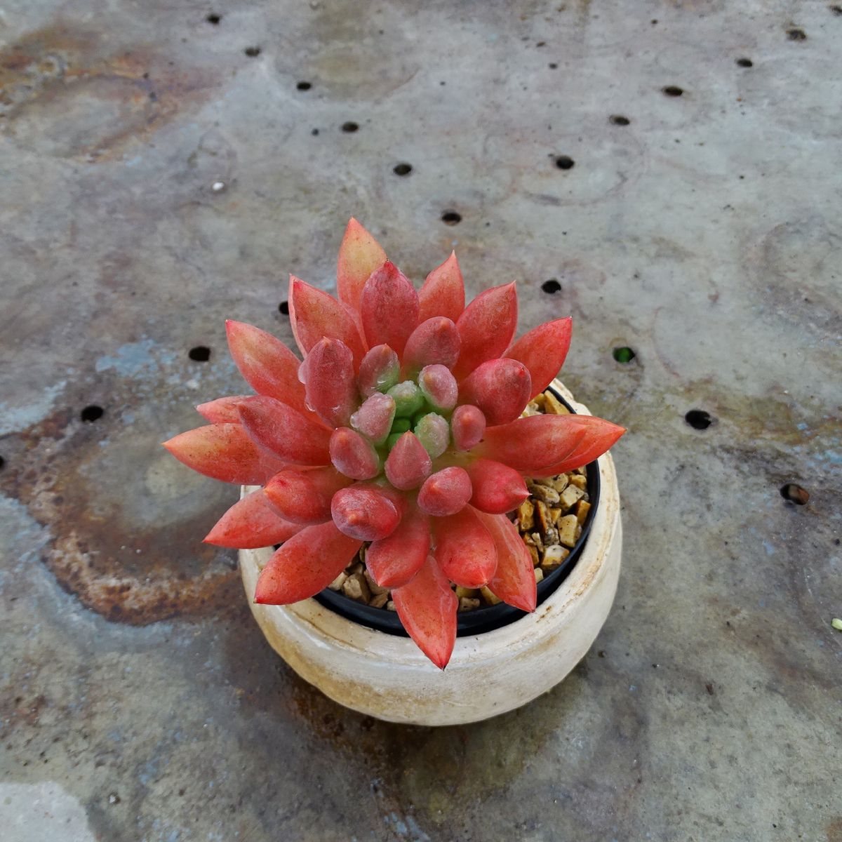 xPachyveria 'Angels Fingers' form red