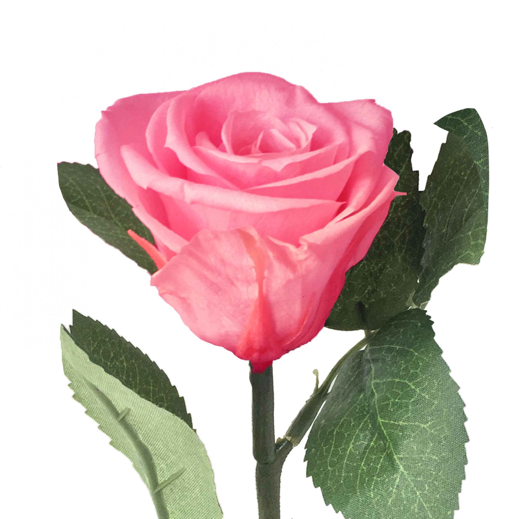 Mini Magic Rose Rosa