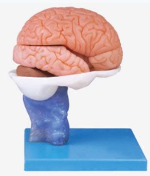 Modelo de Cérebro com Artérias 15 Partes Mod. EB-3054 - Edutec