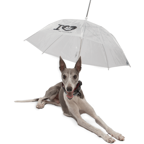 Guarda - Chuva para Pets