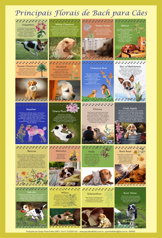 Poster 010 - Principais Florais de Bach para Cães