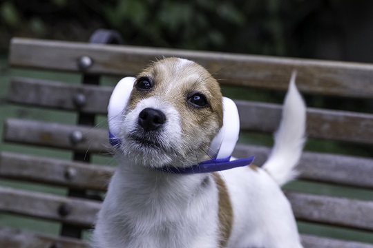 Fone de Ouvido Dog Phones para Cães e Gatos- Cinza - Agropet Mineiro