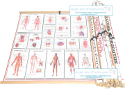 Kit de Mapas de Anatomia c/ Molduras (kit 18 mapas)