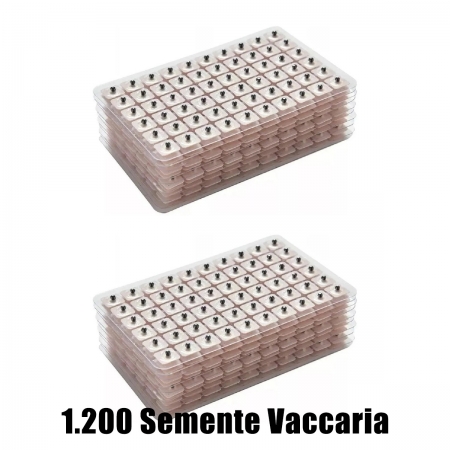 1200 Sementes Vaccaria Auriculoterapia Acupuntura Auricular