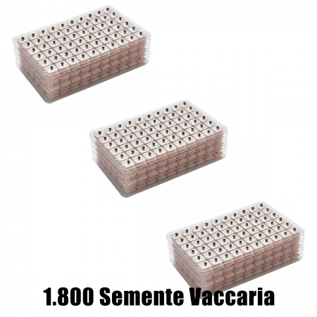 1800 Sementes Vaccaria Auriculoterapia Acupuntura Auricular