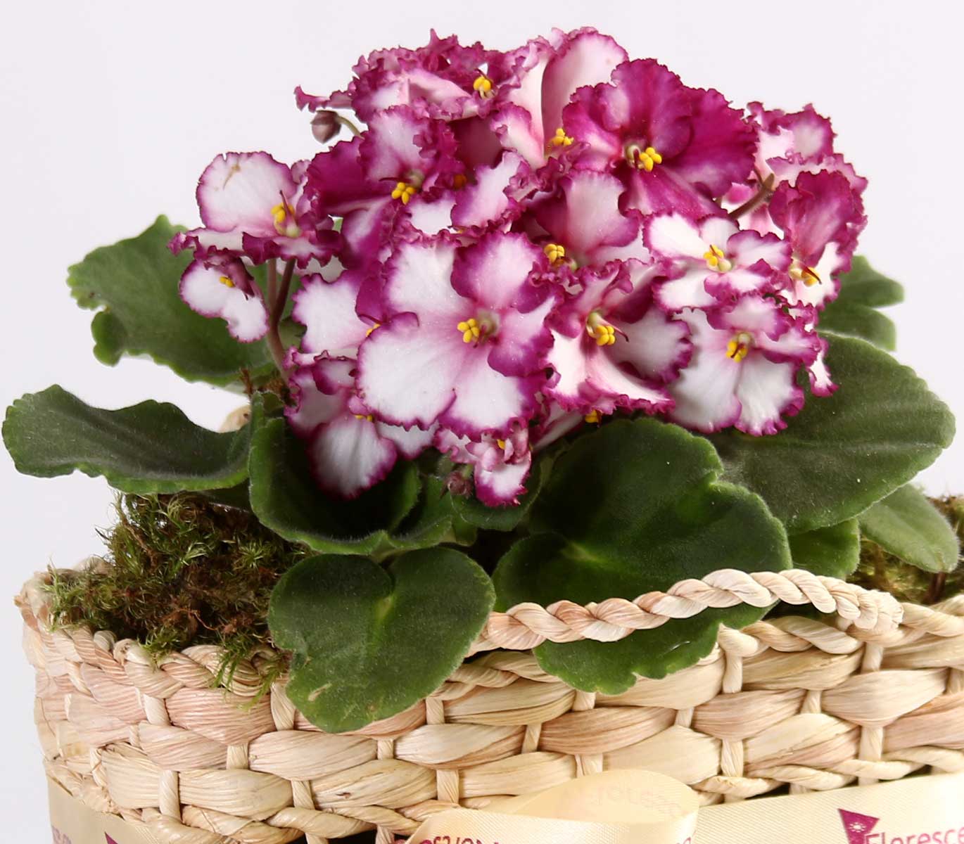 Bolsa Prime de Violetas - Presente de Aniversário | Floresce