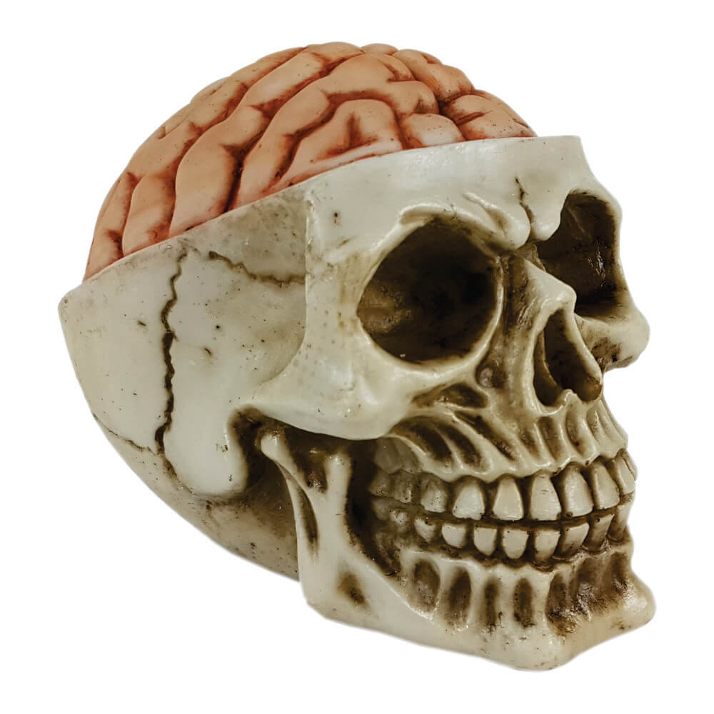 Caveira Crânio Cérebro Exposto