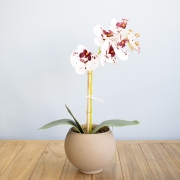 Arranjo de Orquídea Artificial Tigre no Vaso Fendi | Formosinha