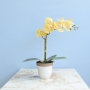 Arranjo de Orquídea Amarela no Vaso de Cerâmica | Formosinha
