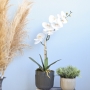 Arranjo de Orquídea de Silicone no Vaso Preto | Formosinha