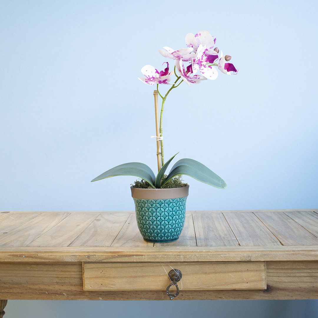Arranjo Orquídea Toque Real Tigre no Vaso Azul | Formosinha