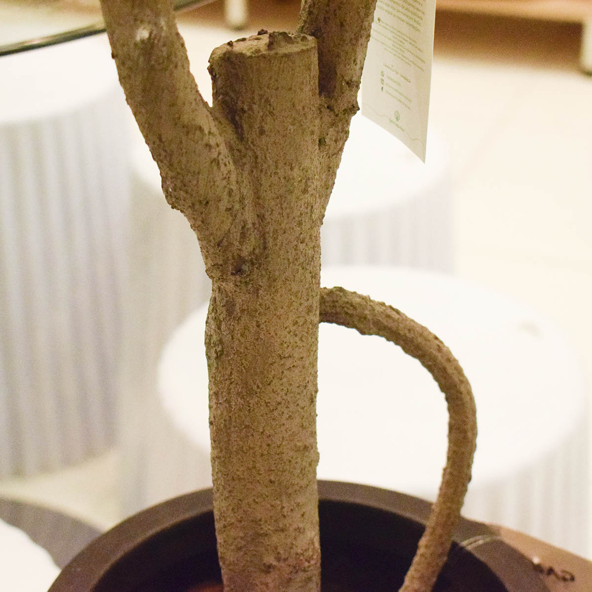 Árvore Artificial Ficus Lyrata 150cm Toque Real | Formosinha
