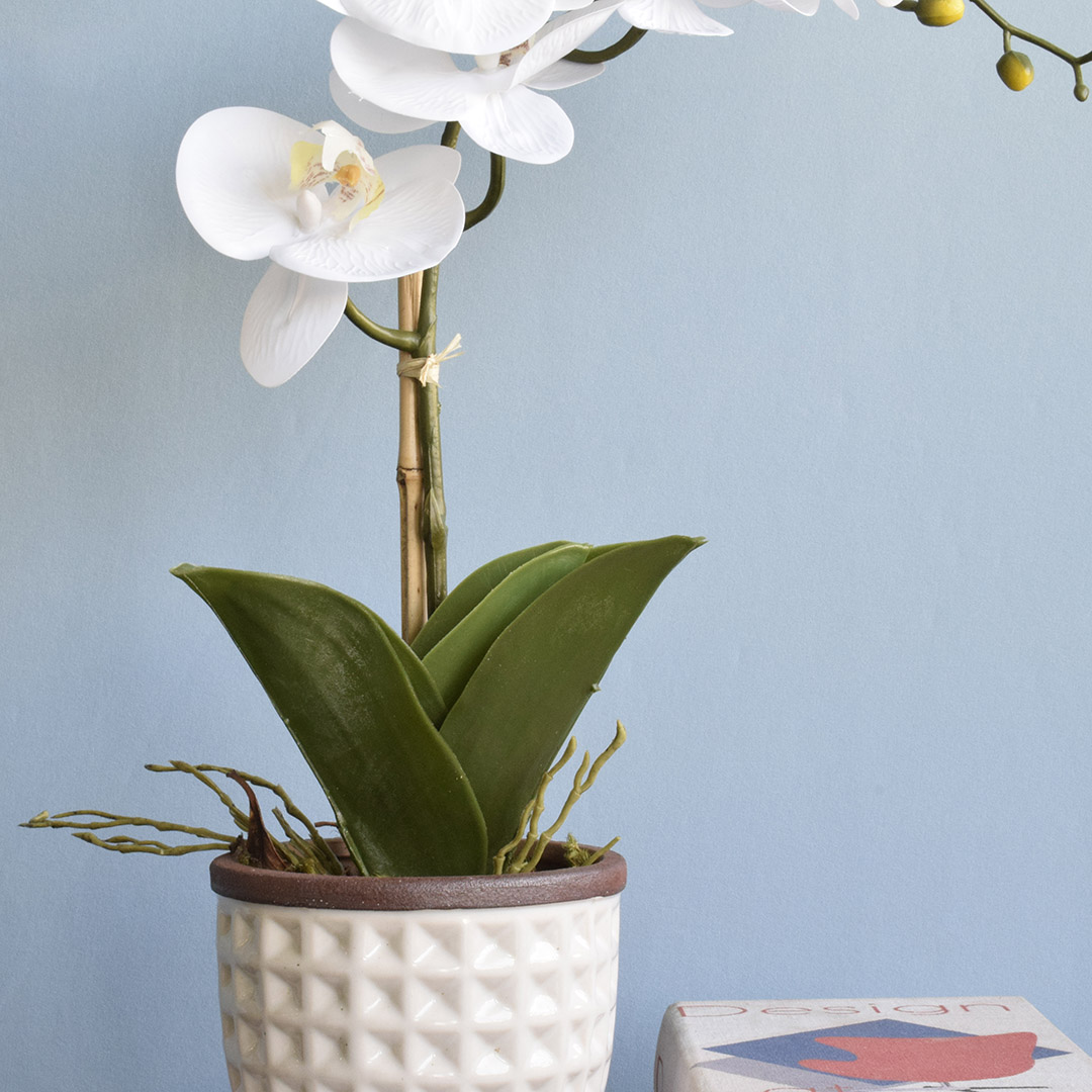 Kit com 2 Arranjos de Orquídea Branca e Peperômia  no Vaso de Cerâmica Branco |  Formosinha
