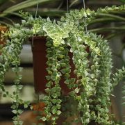 Dischidia ruscifolia variegata