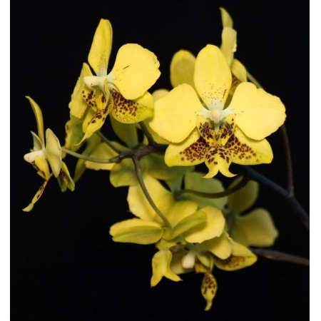Phalaenopsis stuartiana yellow