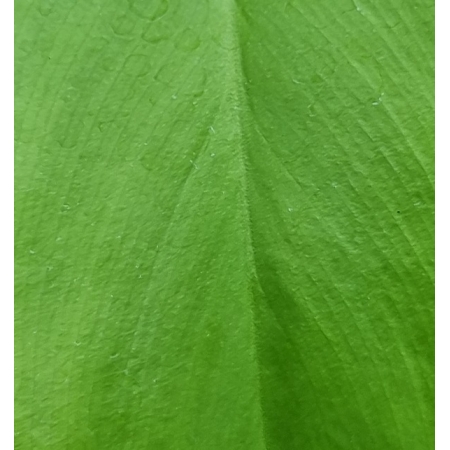 Philodendron bipennifolium aurea