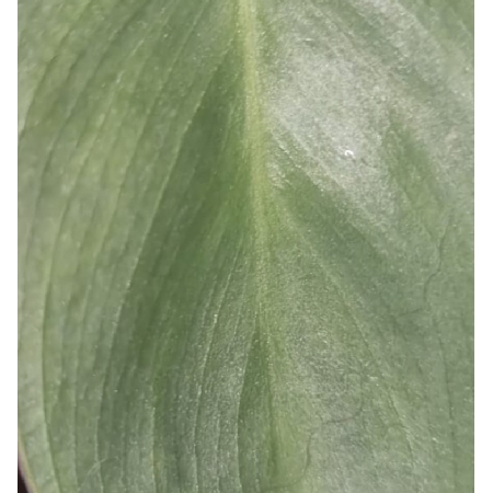 Philodendron sp "Silver"