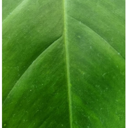 Philodendron x joepii - Pequeno