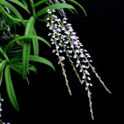 Schornorchis gemmata
