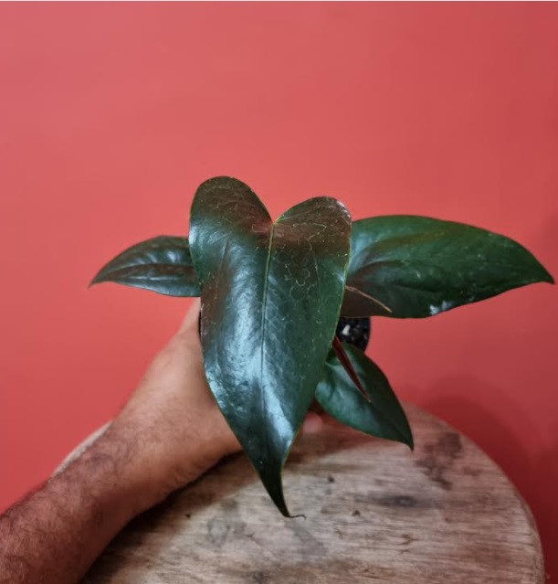 Anthurium nigrolaminum "Gigi"