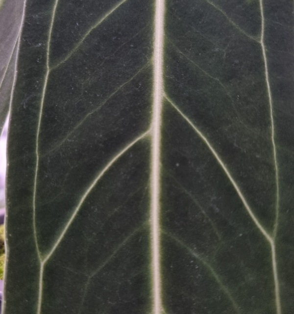 Anthurium warocqueanum - TAMANHO 2