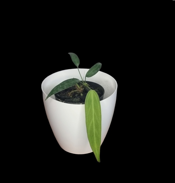 Anthurium wendlingeri - Pequeno