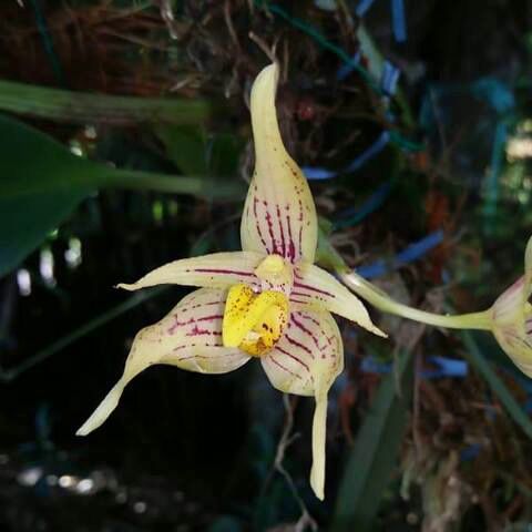 Bulbophyllum variabile