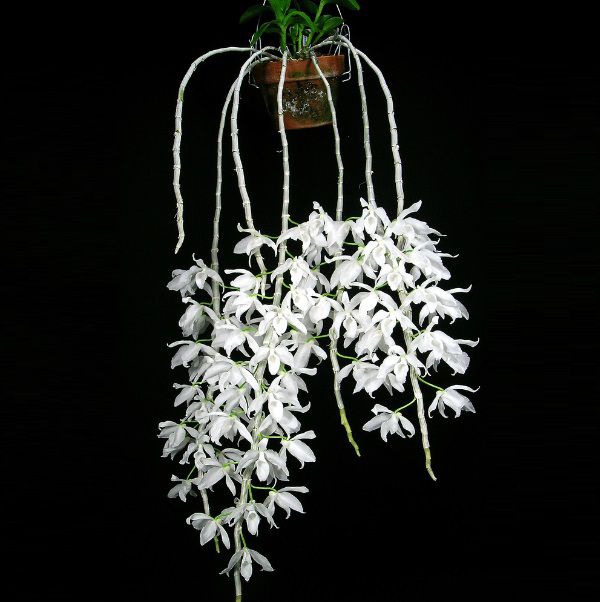 Dendrobium anosmum alba