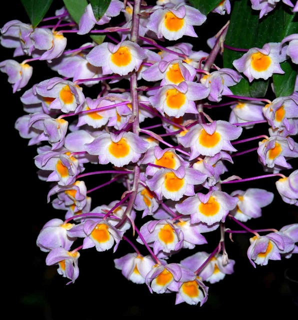 Dendrobium farmerii