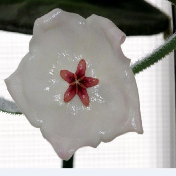 Hoya patella white