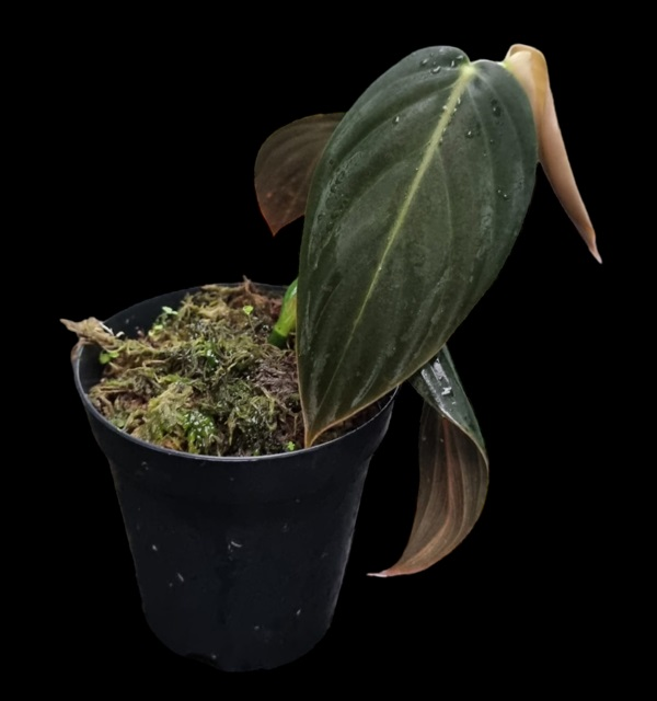 Kit - Philodendron gigas +Pholodendron esmeraldense + Philodendron melanochrysym
