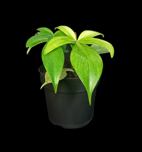Philodendron Florida "Ghost"