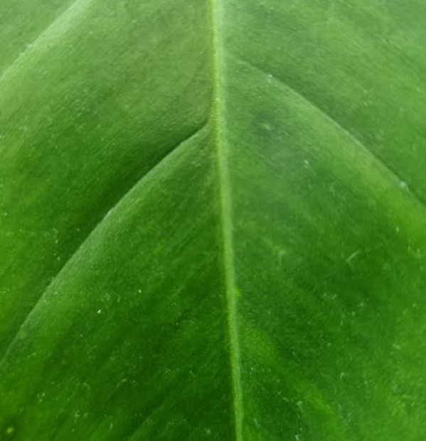 Philodendron x joepii - Grande